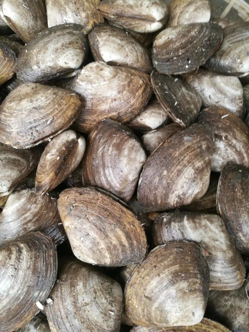 黄贝，黄金贝，北极贝，麻刀，油贝，马贝批发