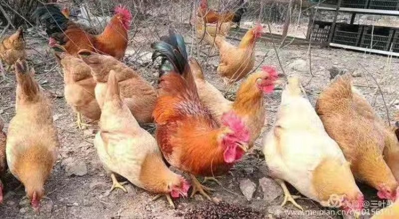 优质高产绿壳粉壳蛋鸡苗包打液氮马立克品质优良包存活