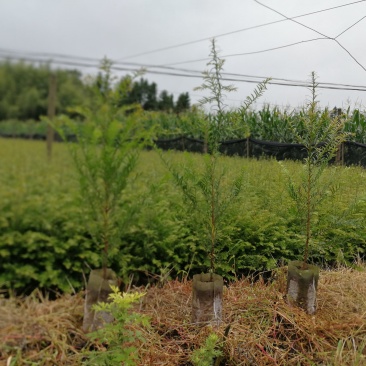 云南红豆杉苗，无纺袋苗，10一DAB，紫杉醇含量高。