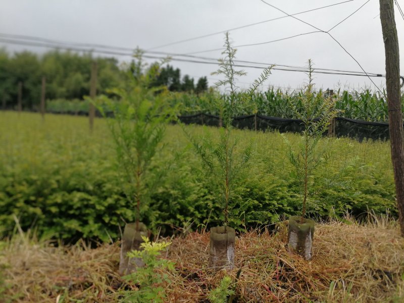 云南红豆杉苗，无纺袋苗，10一DAB，紫杉醇含量高。