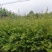 云南红豆杉苗，无纺袋苗，10一DAB，紫杉醇含量高。