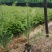 云南红豆杉苗，无纺袋苗，10一DAB，紫杉醇含量高。