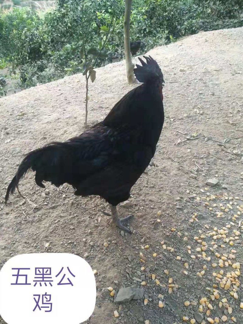 五黑鸡