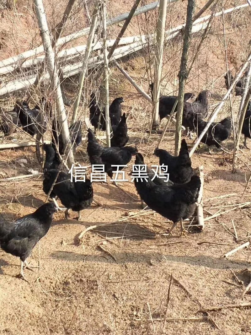 五黑鸡