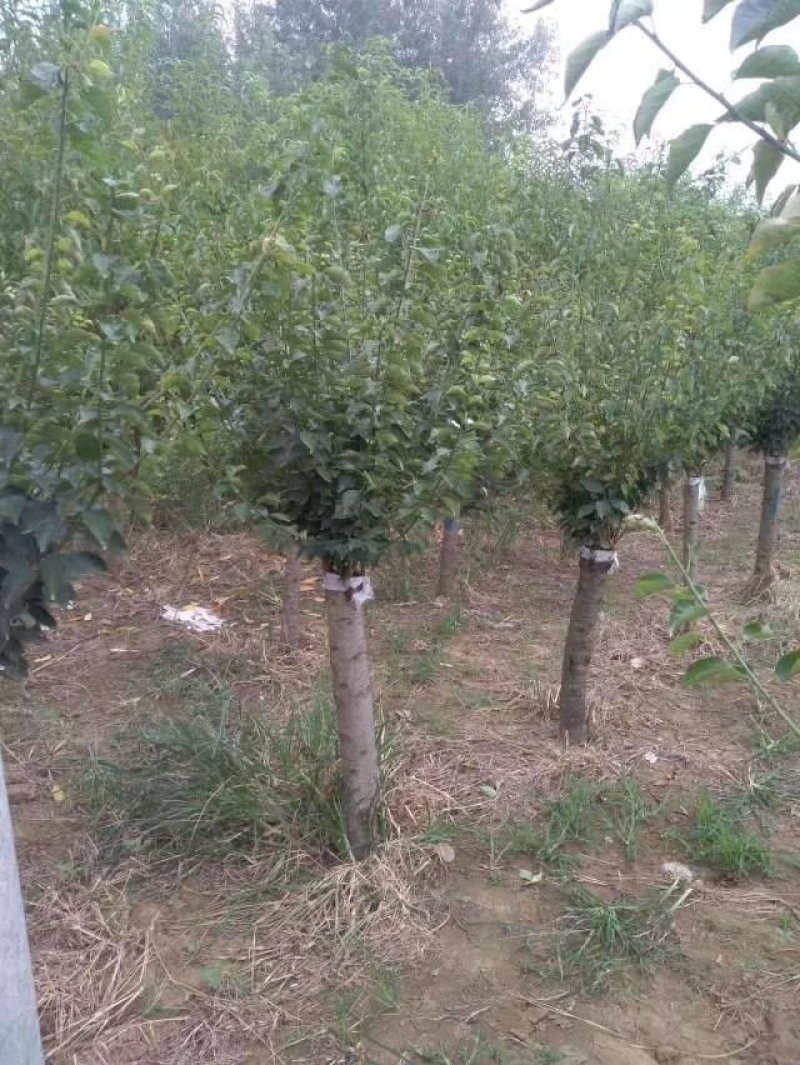 红梅