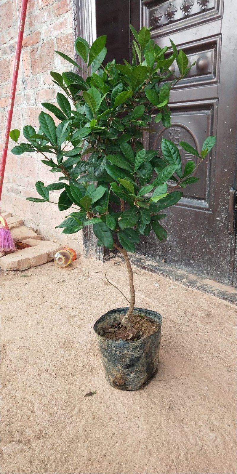 神秘果树苗新品种正宗神秘果苗南北方种植当年四季可结果推荐