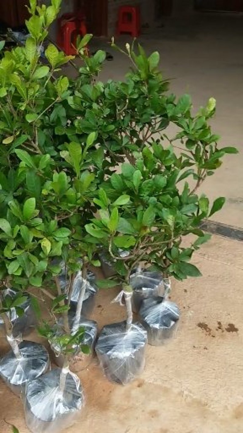 神秘果树苗新品种正宗神秘果苗南北方种植当年四季可结果推荐