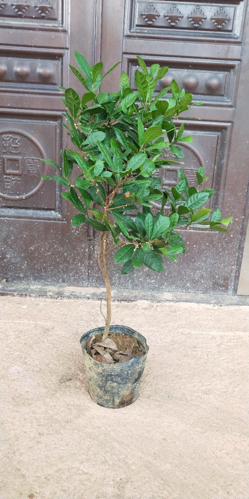 神秘果树苗新品种正宗神秘果苗南北方种植当年四季可结果推荐