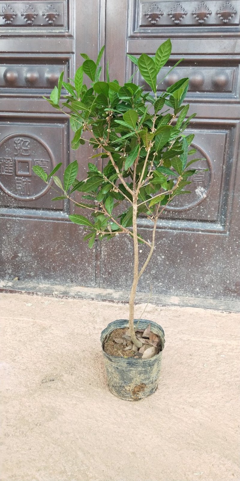 神秘果树苗新品种正宗神秘果苗南北方种植当年四季可结果推荐