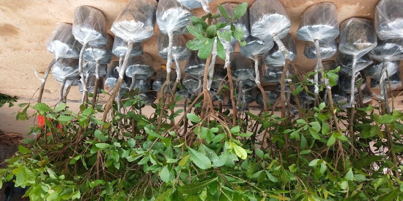 神秘果树苗新品种正宗神秘果苗南北方种植当年四季可结果推荐