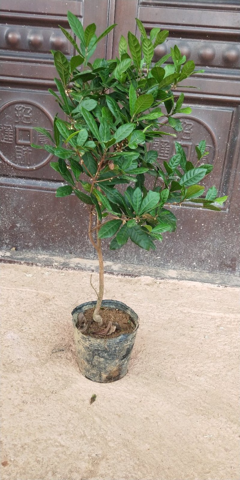 神秘果树苗新品种正宗神秘果苗南北方种植当年四季可结果推荐