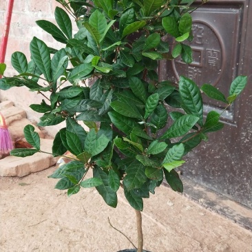 神秘果树苗新品种正宗神秘果苗南北方种植当年四季可结果推荐