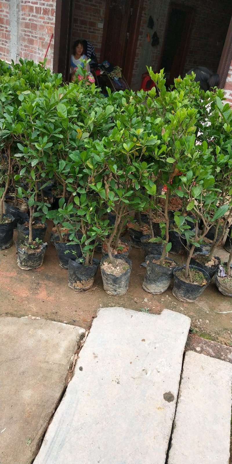 神秘果树苗新品种正宗神秘果苗南北方种植当年四季可结果推荐
