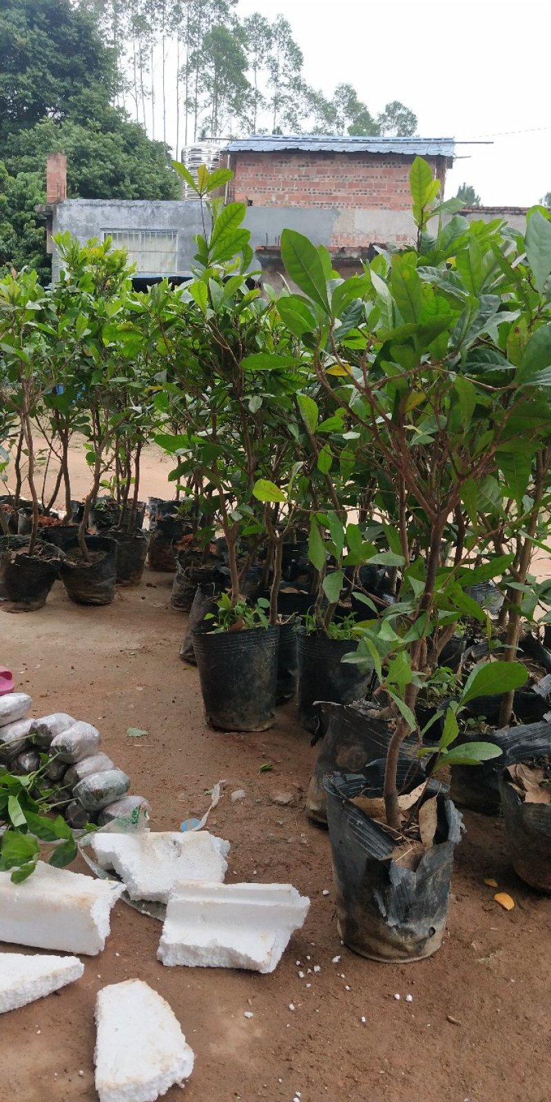 神秘果树苗新品种正宗神秘果苗南北方种植当年四季可结果推荐