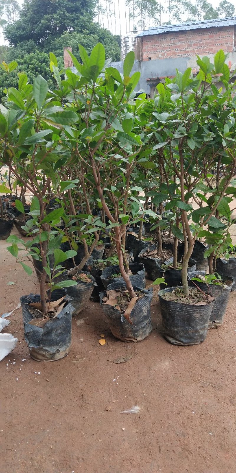 神秘果树苗新品种正宗神秘果苗南北方种植当年四季可结果推荐