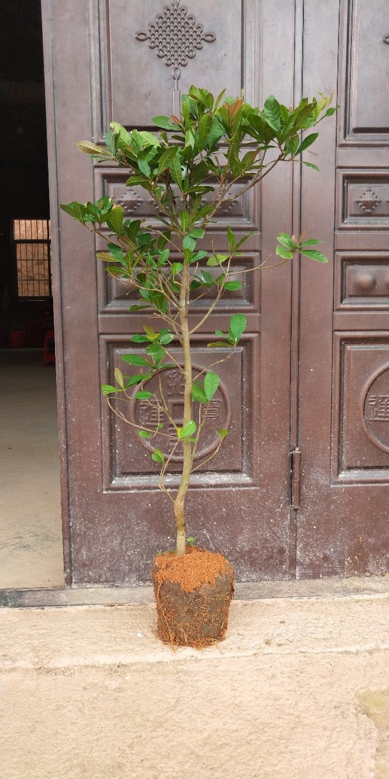 神秘果树苗新品种正宗神秘果苗南北方种植当年四季可结果推荐