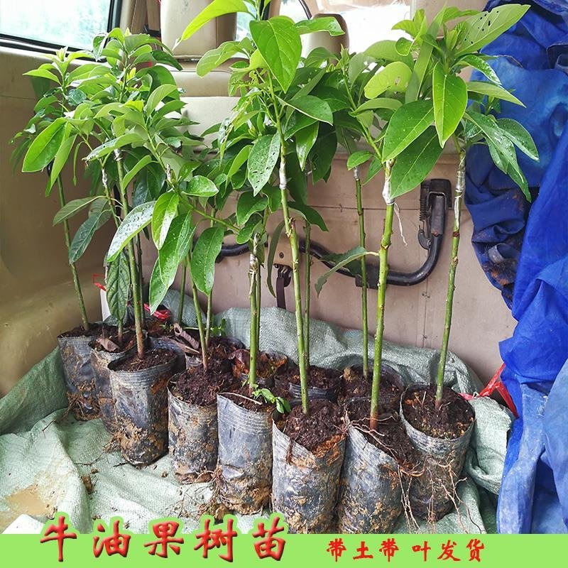 牛油果树苗桂垦大2号哈斯牛油果树苗越南青瓜鳄场地直销