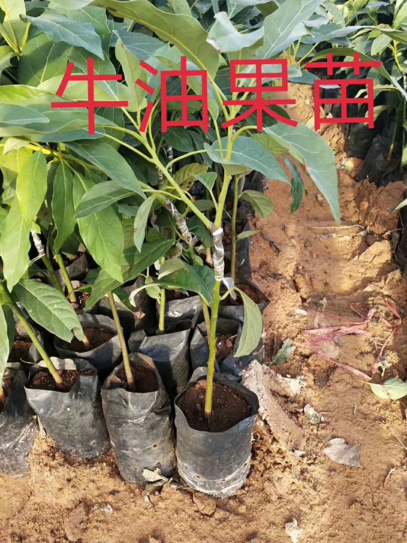 牛油果树苗桂垦大2号哈斯牛油果树苗越南青瓜鳄场地直销
