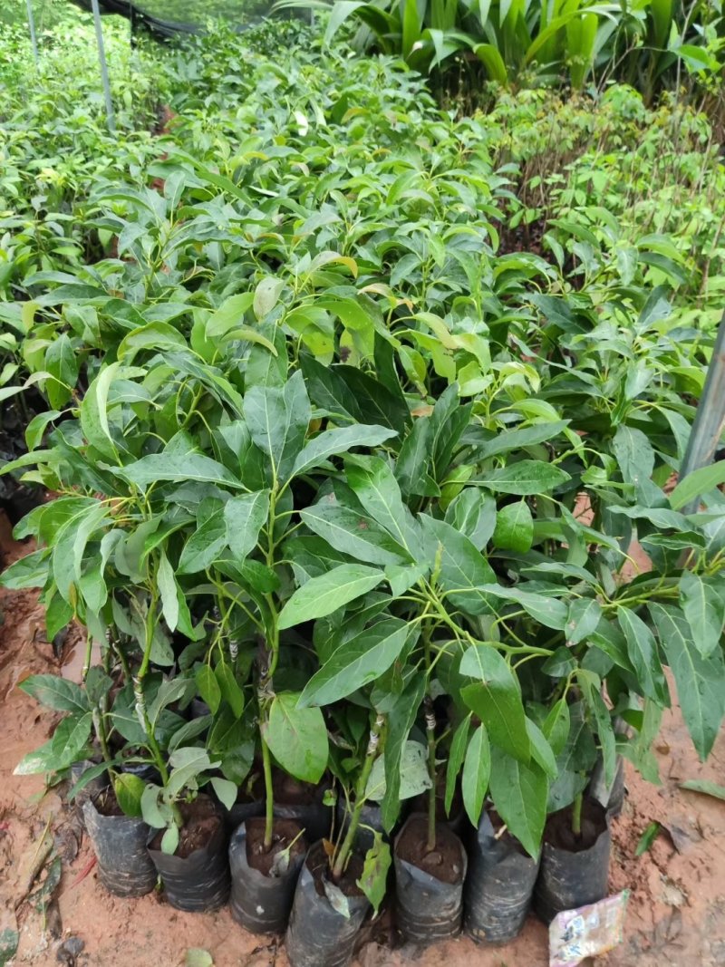 牛油果树苗桂垦大2号哈斯牛油果树苗越南青瓜鳄场地直销