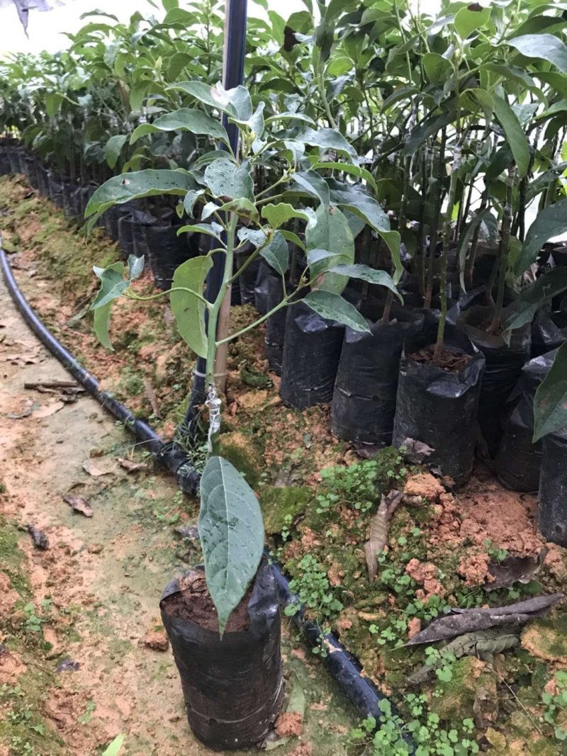 牛油果树苗桂垦大2号哈斯牛油果树苗越南青瓜鳄场地直销