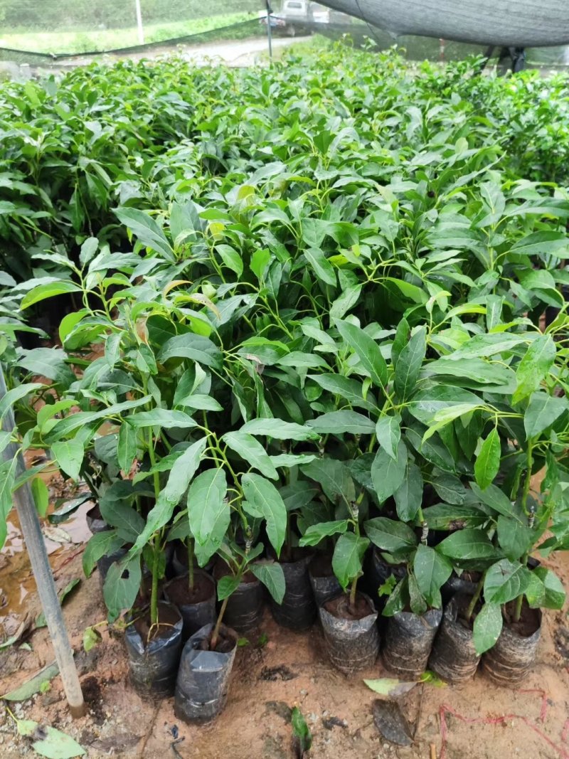 牛油果树苗桂垦大2号哈斯牛油果树苗越南青瓜鳄场地直销