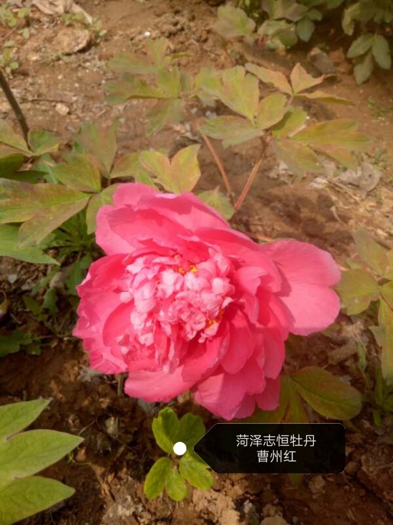 观赏牡丹苗牡丹树观赏牡丹苗菏泽观赏牡丹苗
