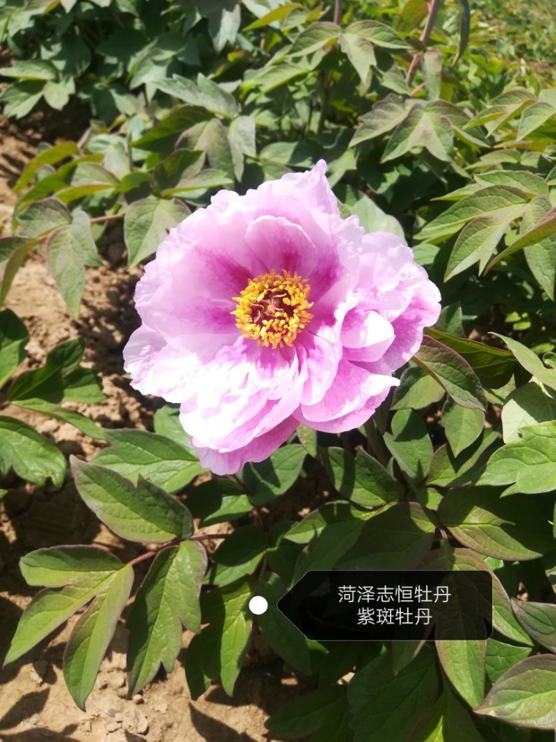 观赏牡丹苗牡丹树观赏牡丹苗菏泽观赏牡丹苗