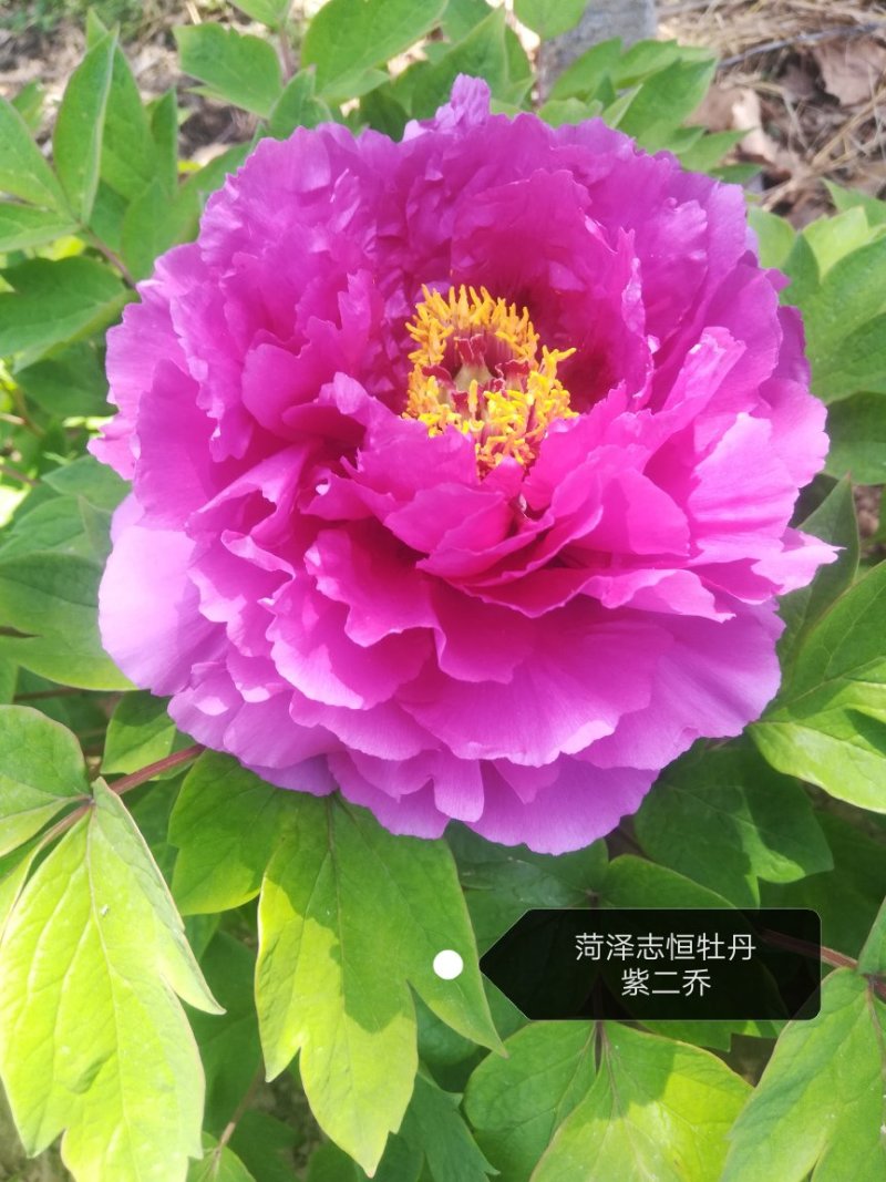 观赏牡丹苗牡丹树观赏牡丹苗菏泽观赏牡丹苗