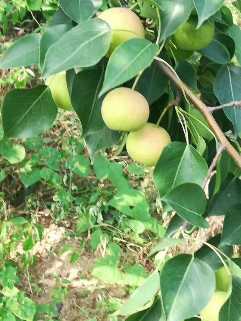 辽宁绥中优质精品南果梨货源充足，一手货源生超专供