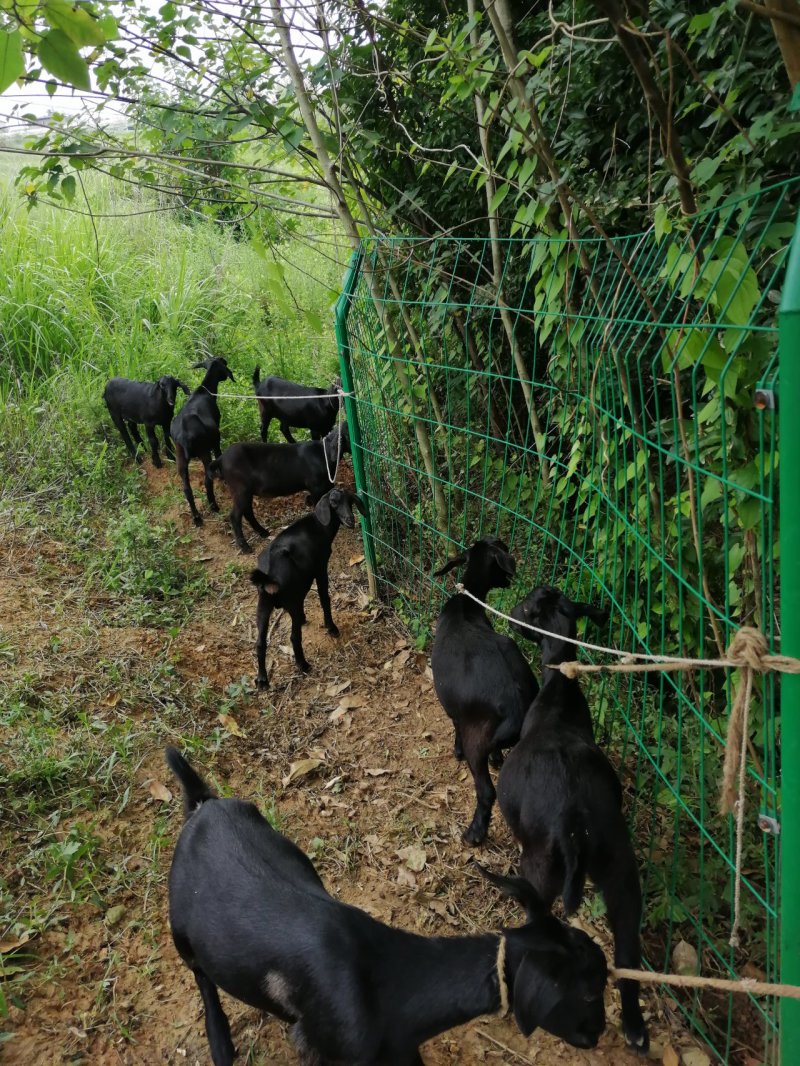 金堂努比亚黑山羊种羊、肉羊、羊仔、育肥羊，疫情期间视频选