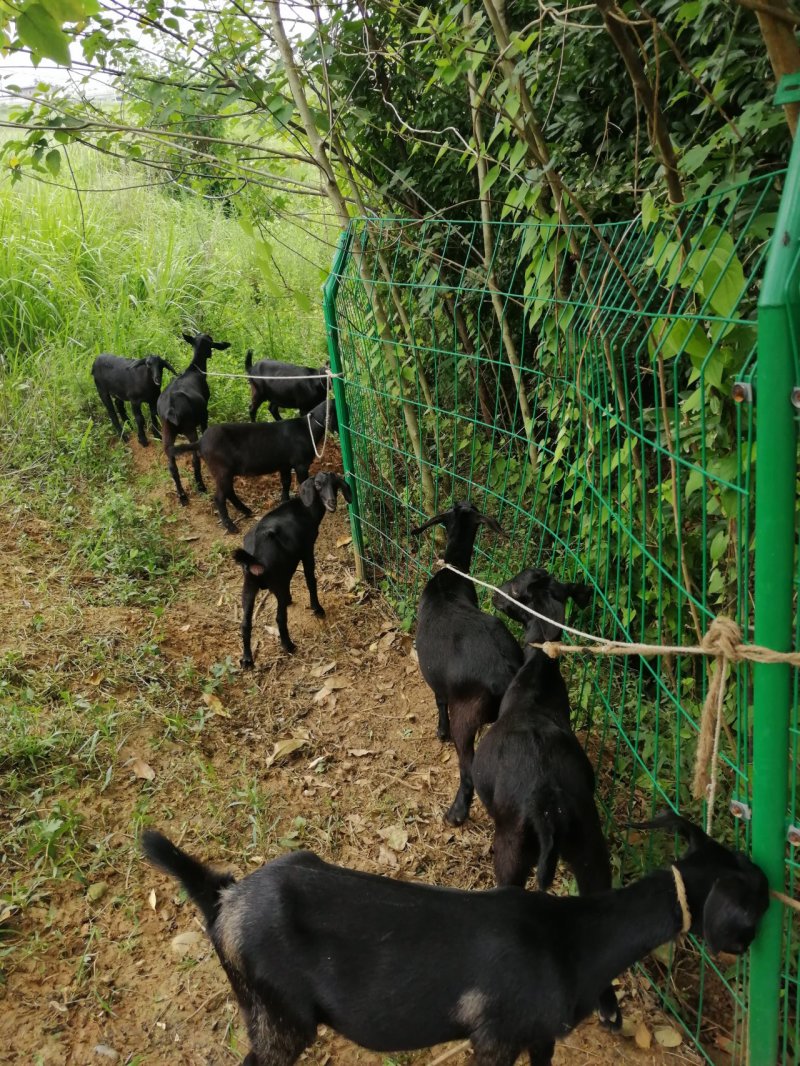 金堂努比亚黑山羊种羊、肉羊、羊仔、育肥羊，疫情期间视频选