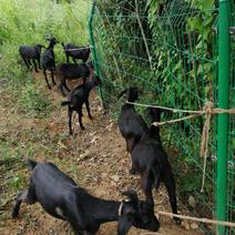 金堂努比亚黑山羊种羊、肉羊、羊仔、育肥羊，疫情期间视频选