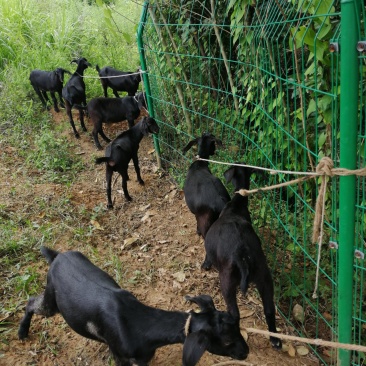 金堂努比亚黑山羊种羊、肉羊、羊仔、育肥羊，疫情期间视频选