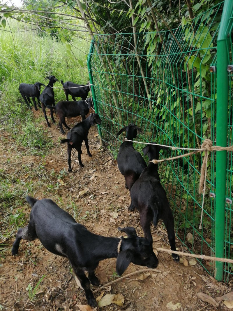 金堂努比亚黑山羊种羊、肉羊、羊仔、育肥羊，疫情期间视频选