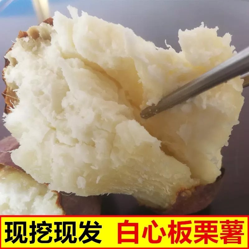 农家新鲜板栗红薯白肉面包王高州爆皮王白心山芋地瓜粉