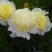 观赏芍药