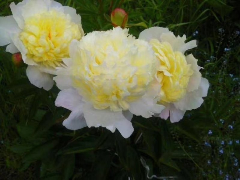 观赏芍药