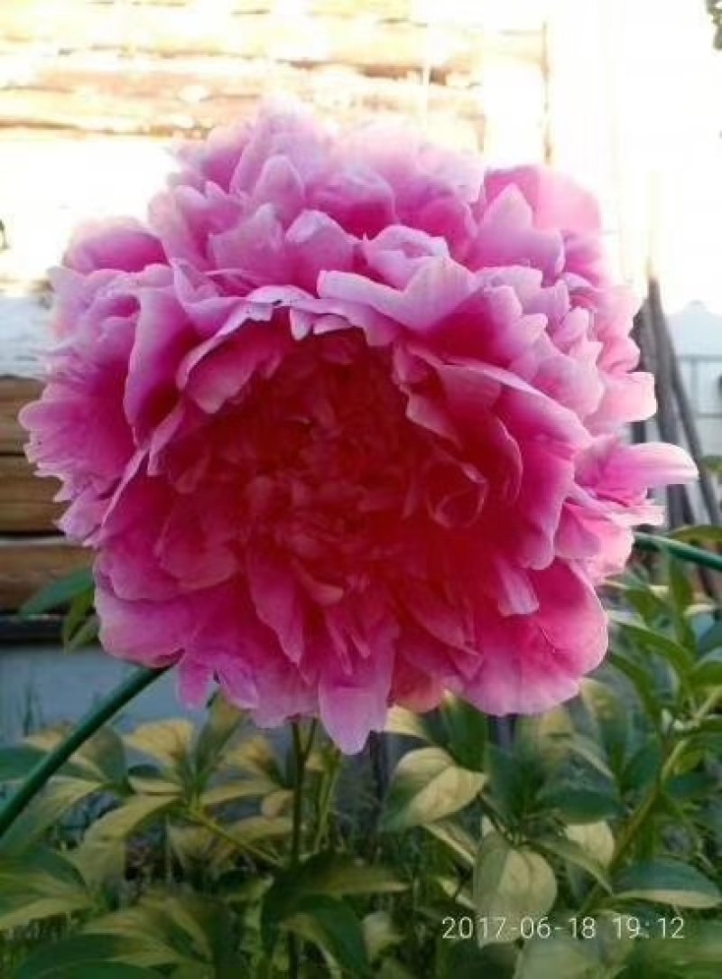 观赏芍药
