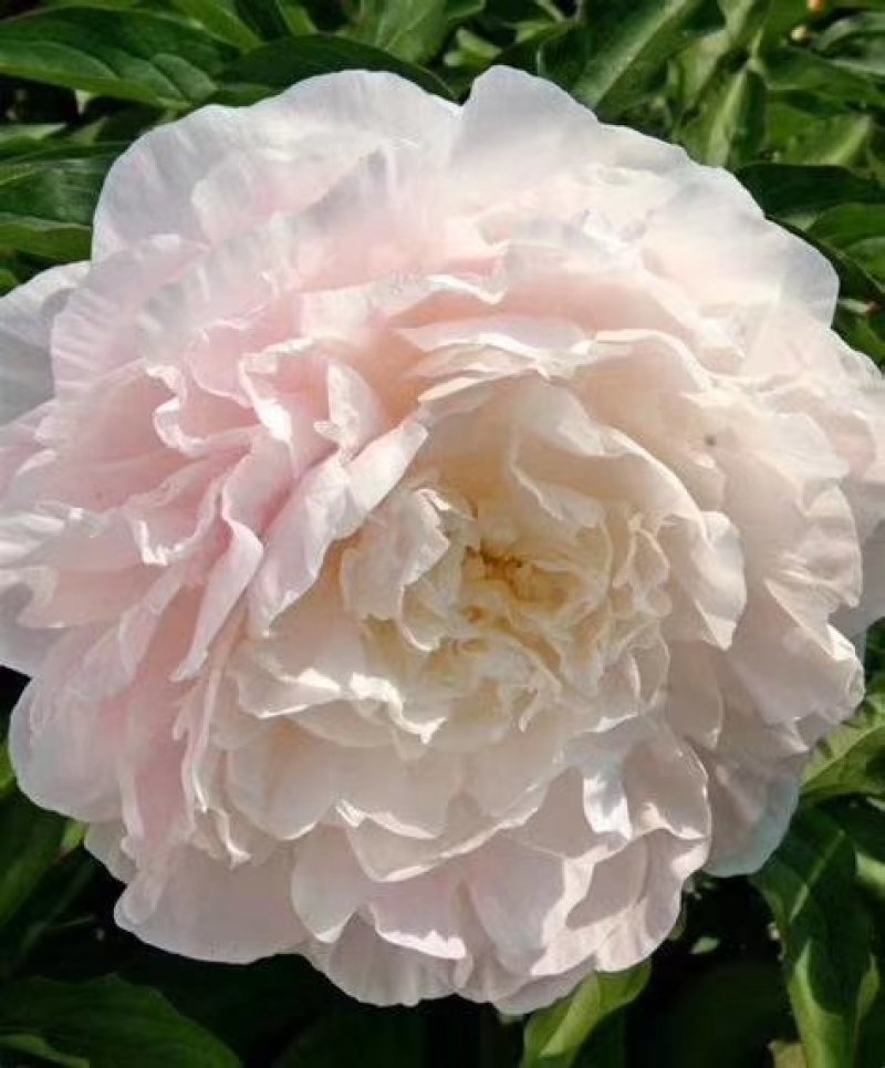 观赏芍药