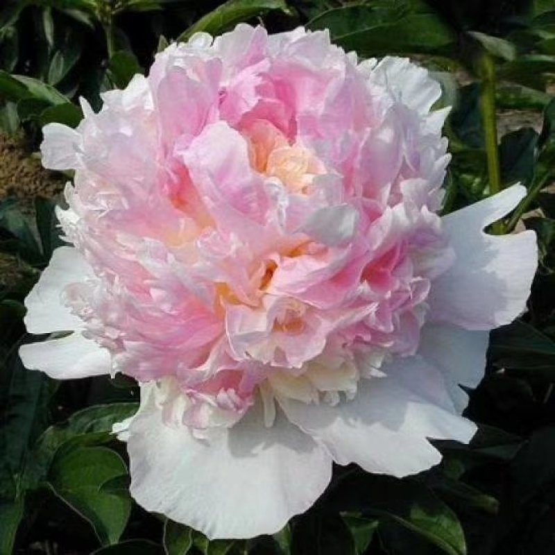 观赏芍药