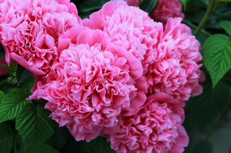观赏芍药