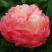 观赏芍药