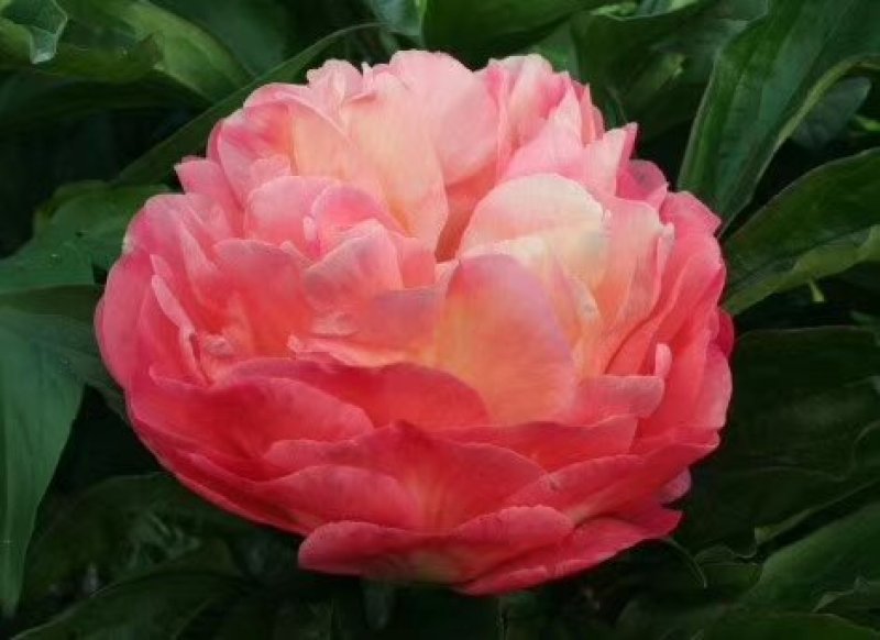 观赏芍药