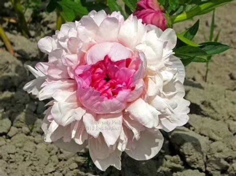 观赏芍药
