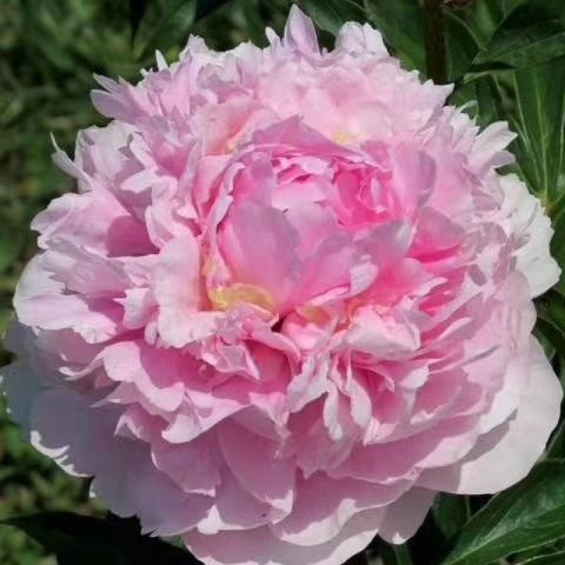 观赏芍药