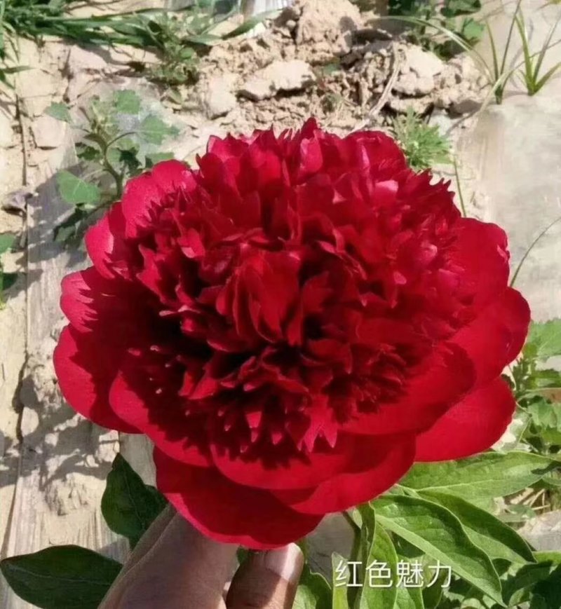 观赏芍药