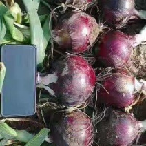 紫皮洋葱八公起步价格合理