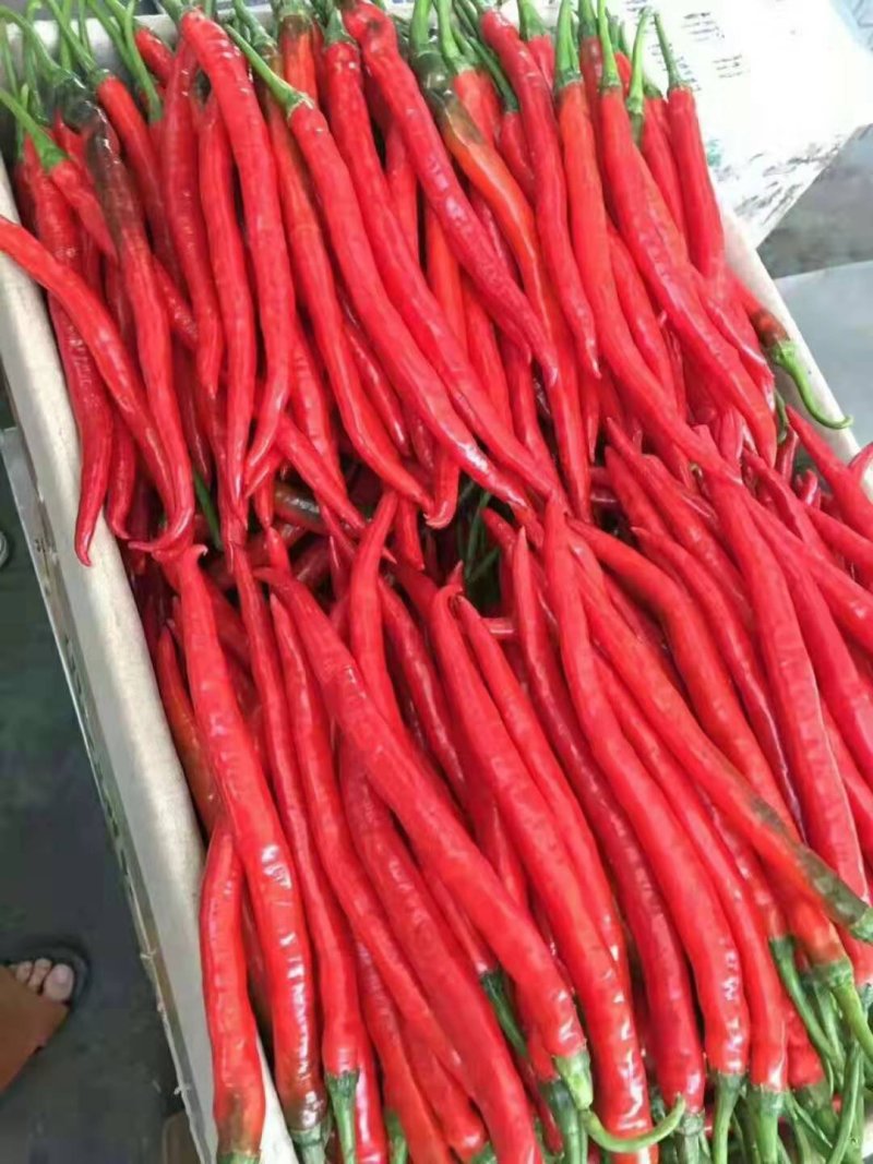 红线椒上市中
