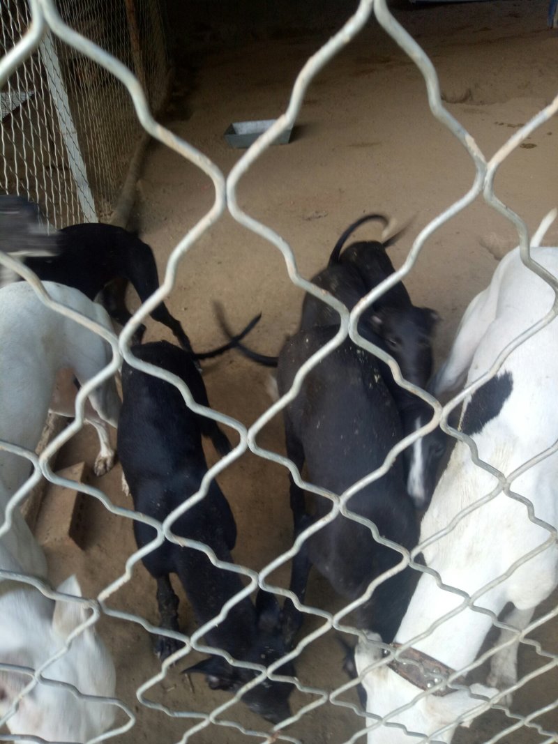出售格力犬支持全国发货