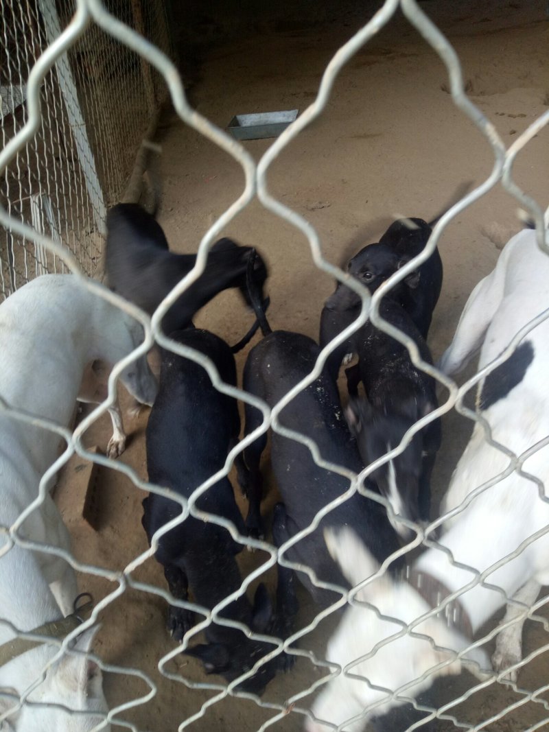 出售格力犬支持全国发货